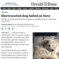 Dog Electrocuted at Sarasota Intersection