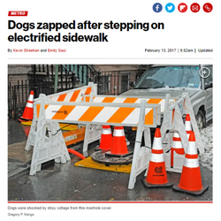 Dogs Shocked by Manhole Cover