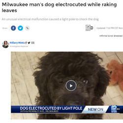 Milwaukee Dog Electrocuted from Energized Light Pole