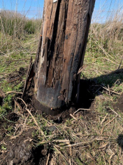 Project 2: Wetland Groundline Deterioration
